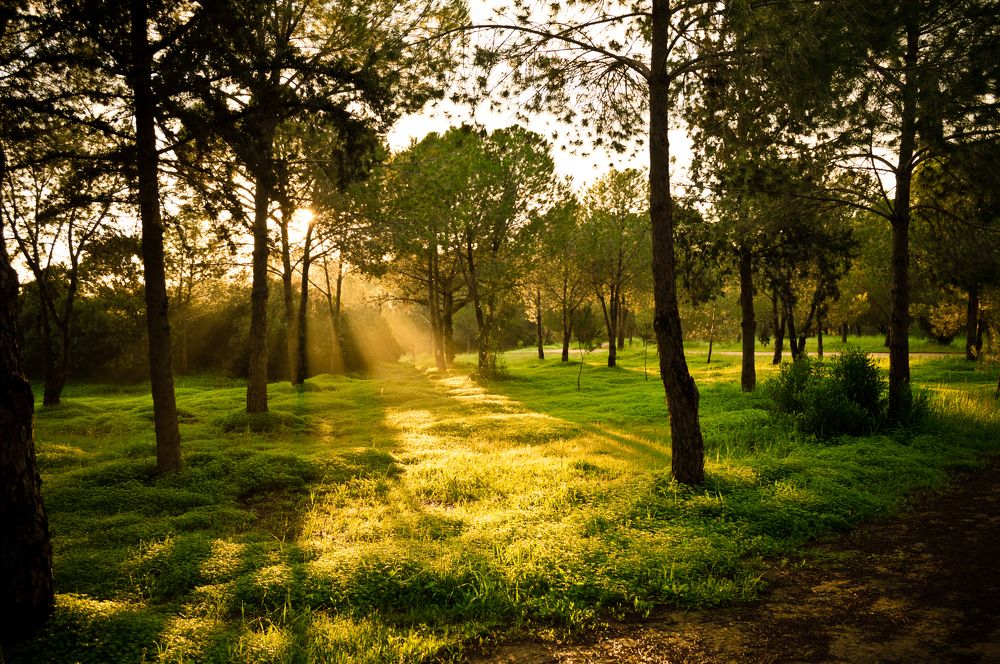 Morning Light - Sun Rays