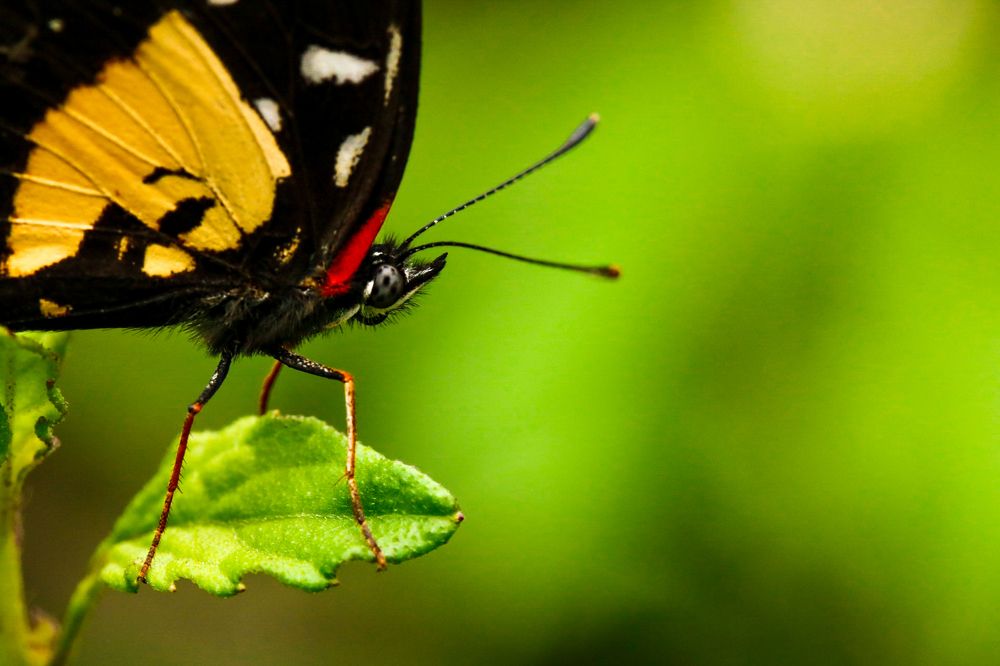 El descanso de la mariposa