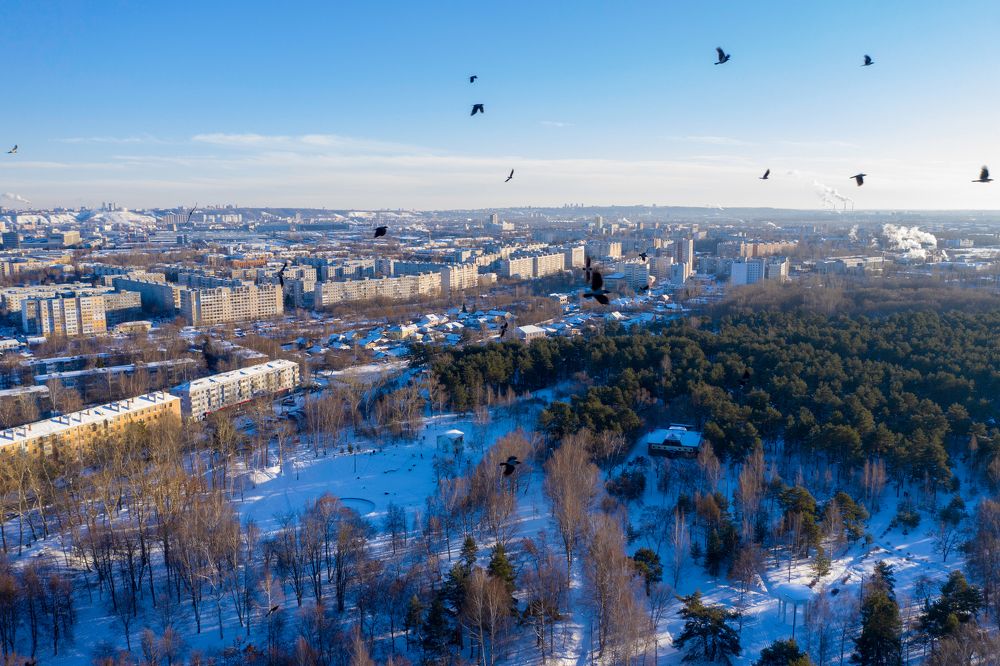 Птицы над городом