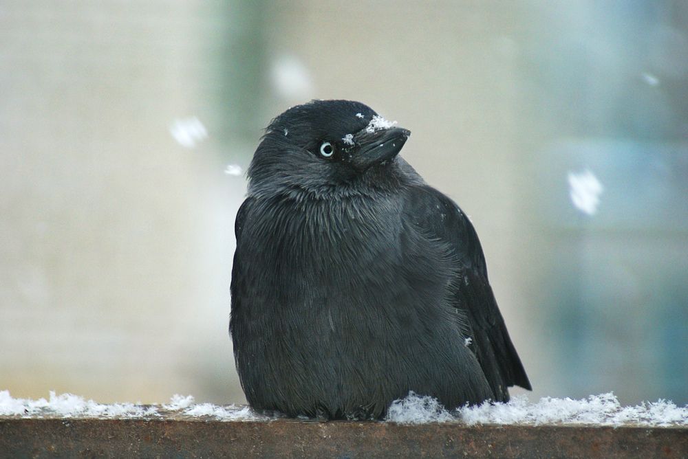 Голубоглазый брюнет