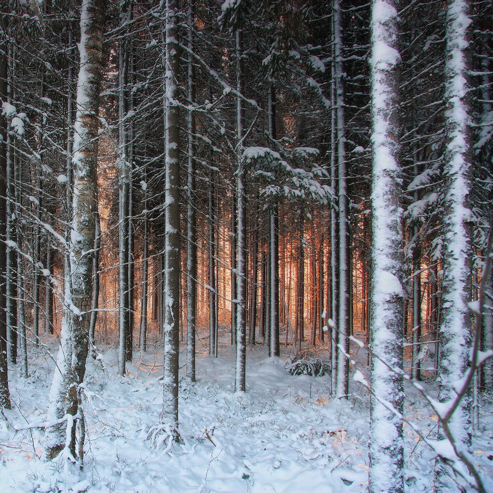 Лесная сказка