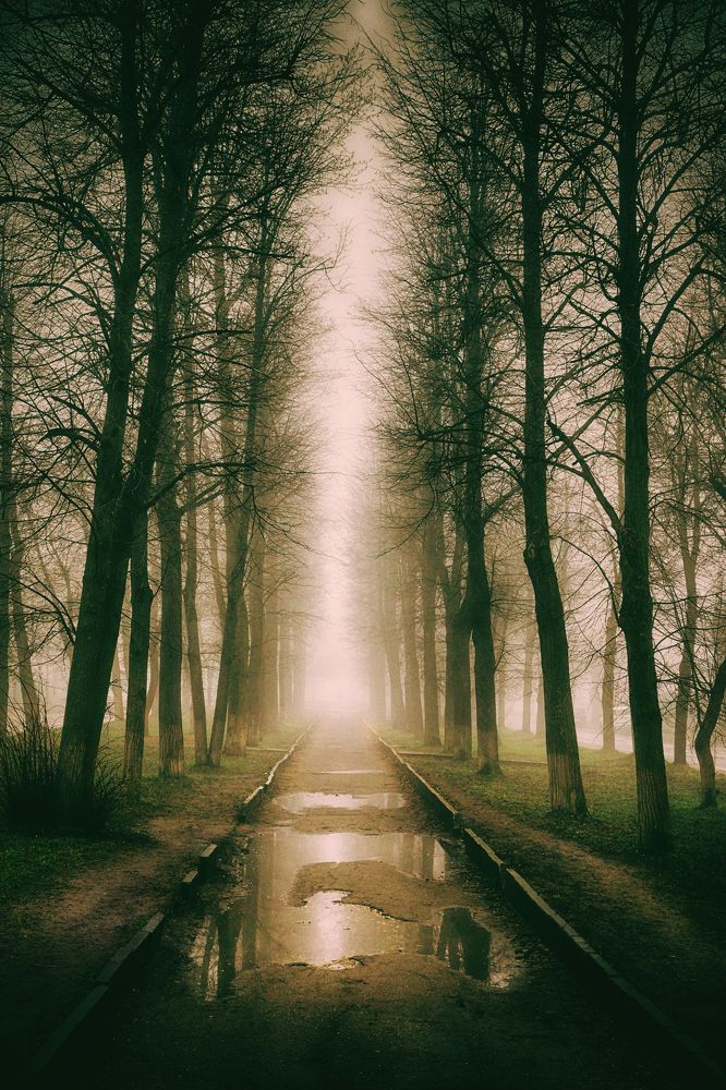 Утренний туман