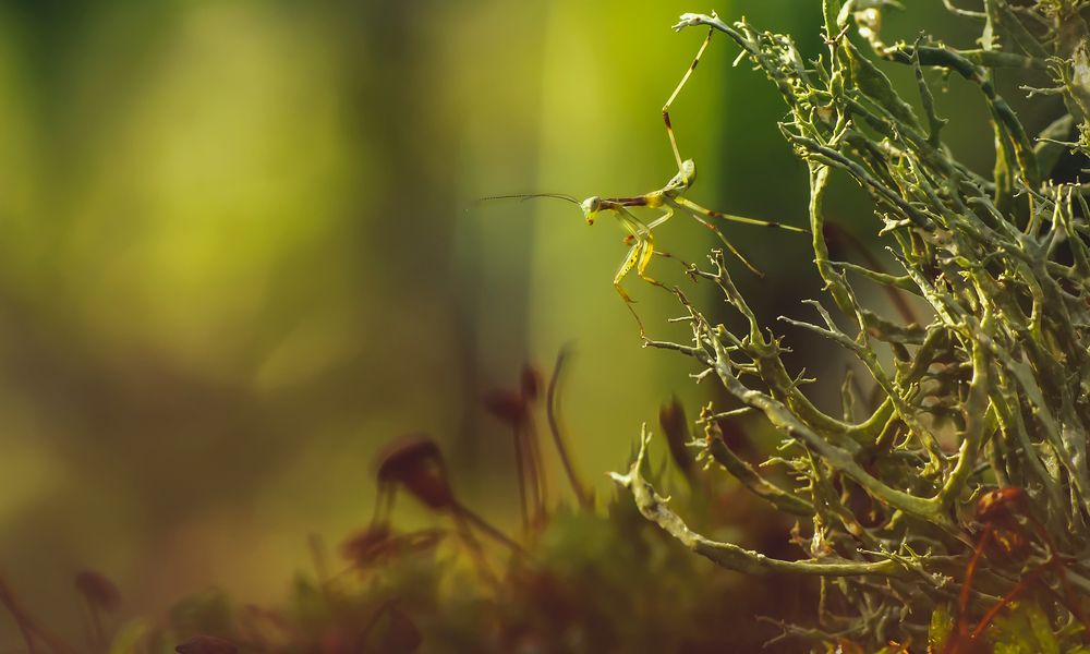 Photograph by Тараненко Анжелика