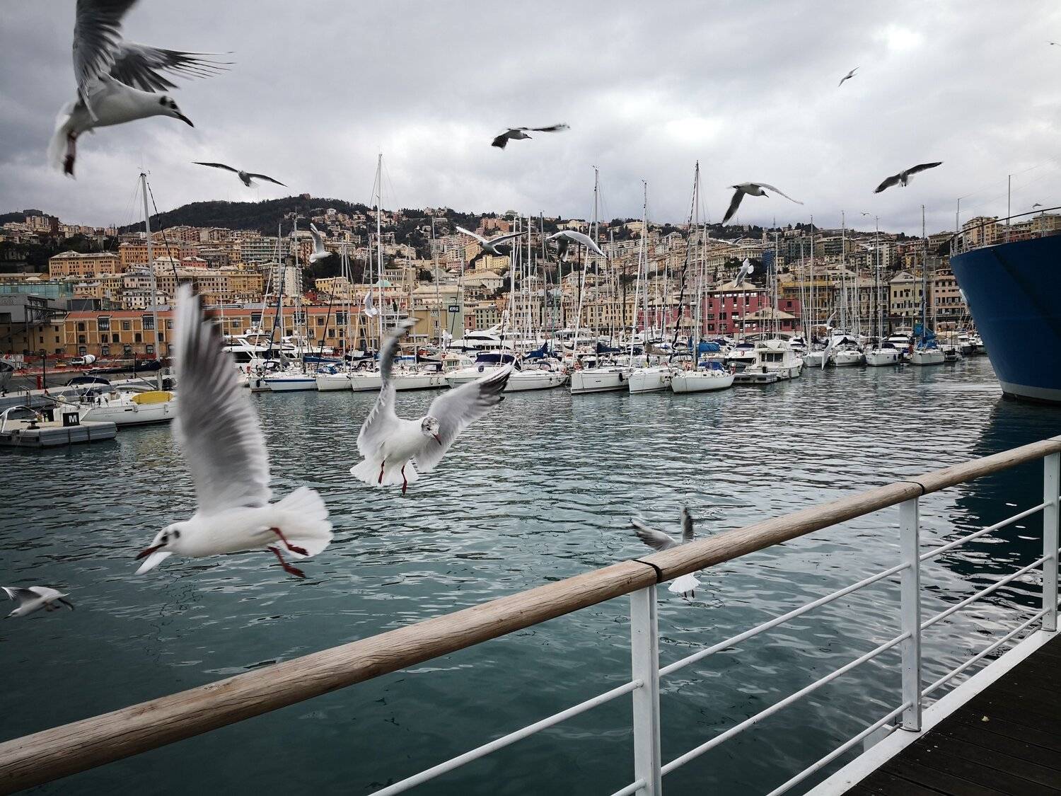 Hungry Seagulls