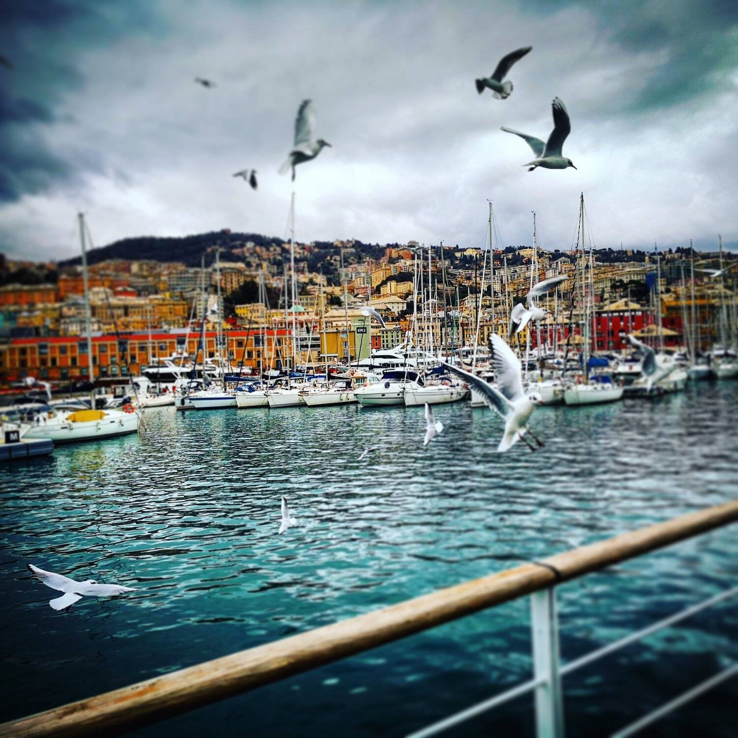 Hungry Seagulls