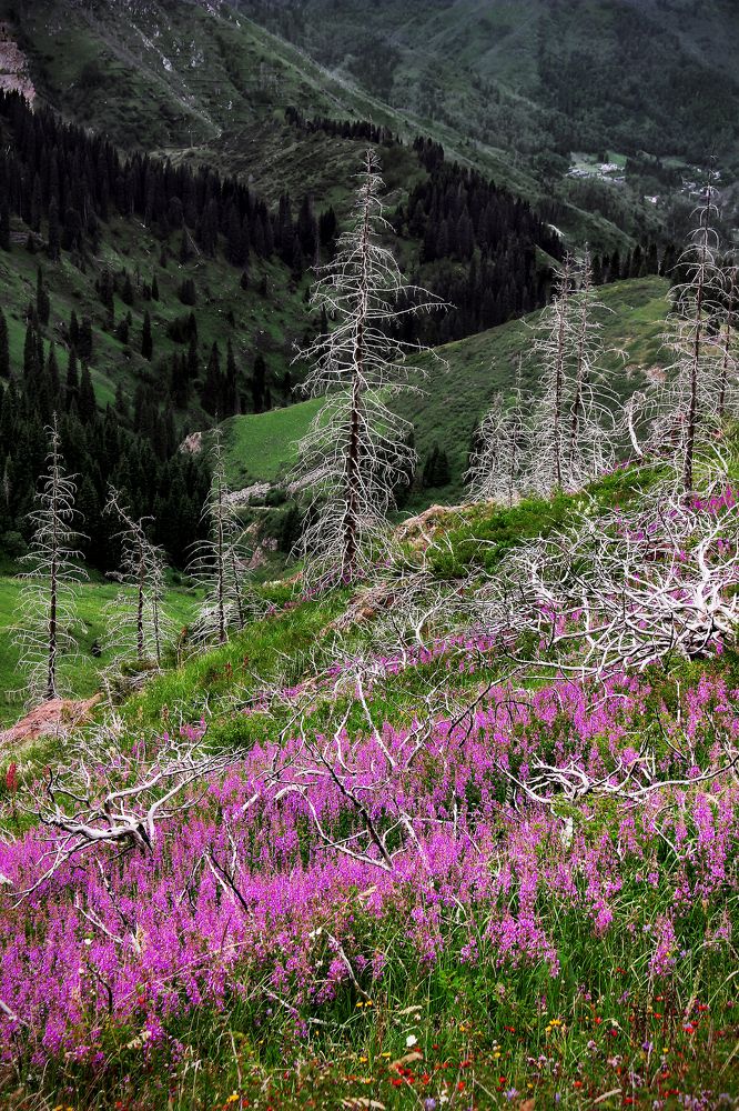 Заколдованный лес