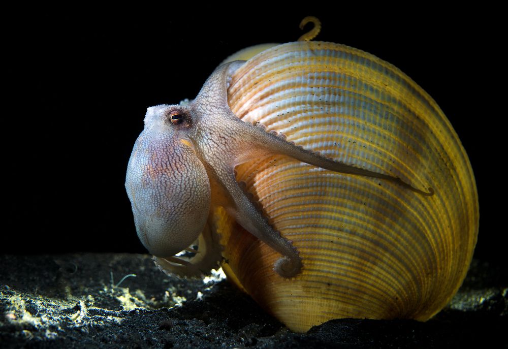 Кокосовый осьминог