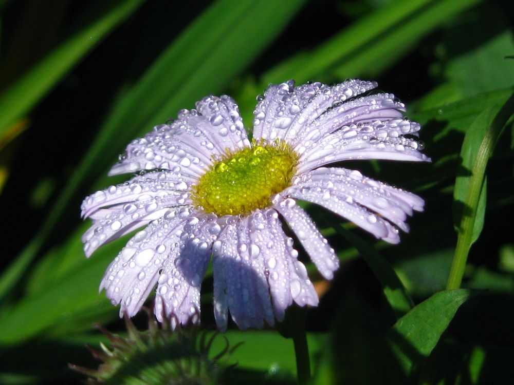 Утренняя роса