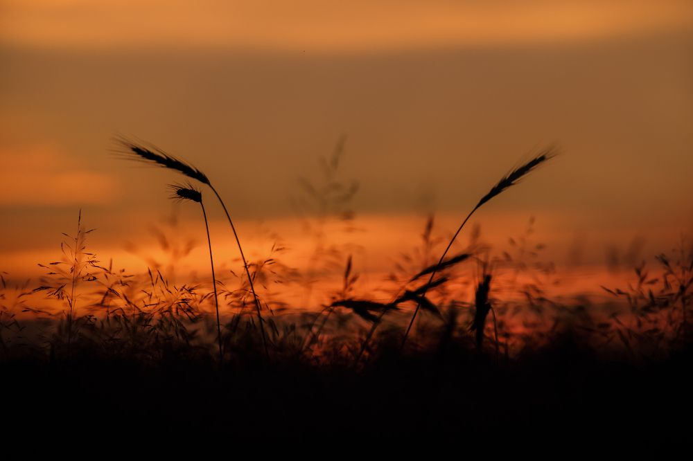 Колоски на закате