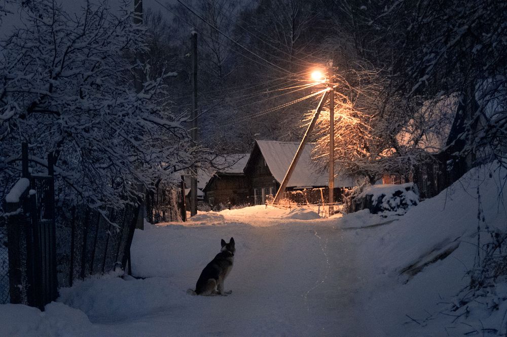 Жил-был Пес...