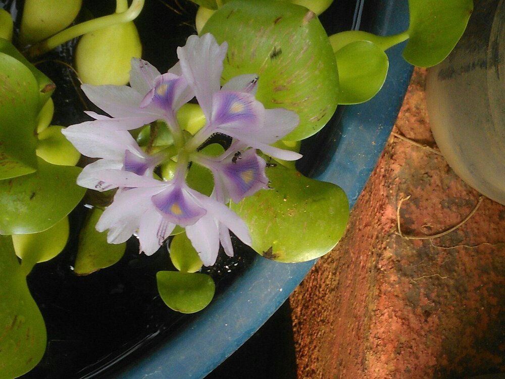 Flowerbloom