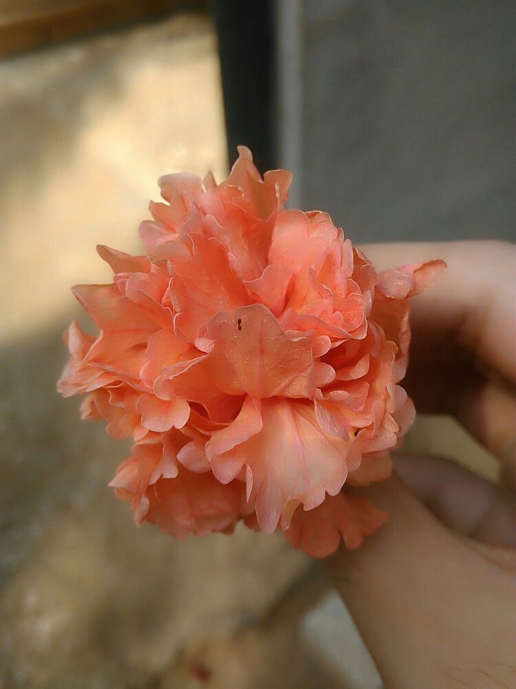 Blossom of flower