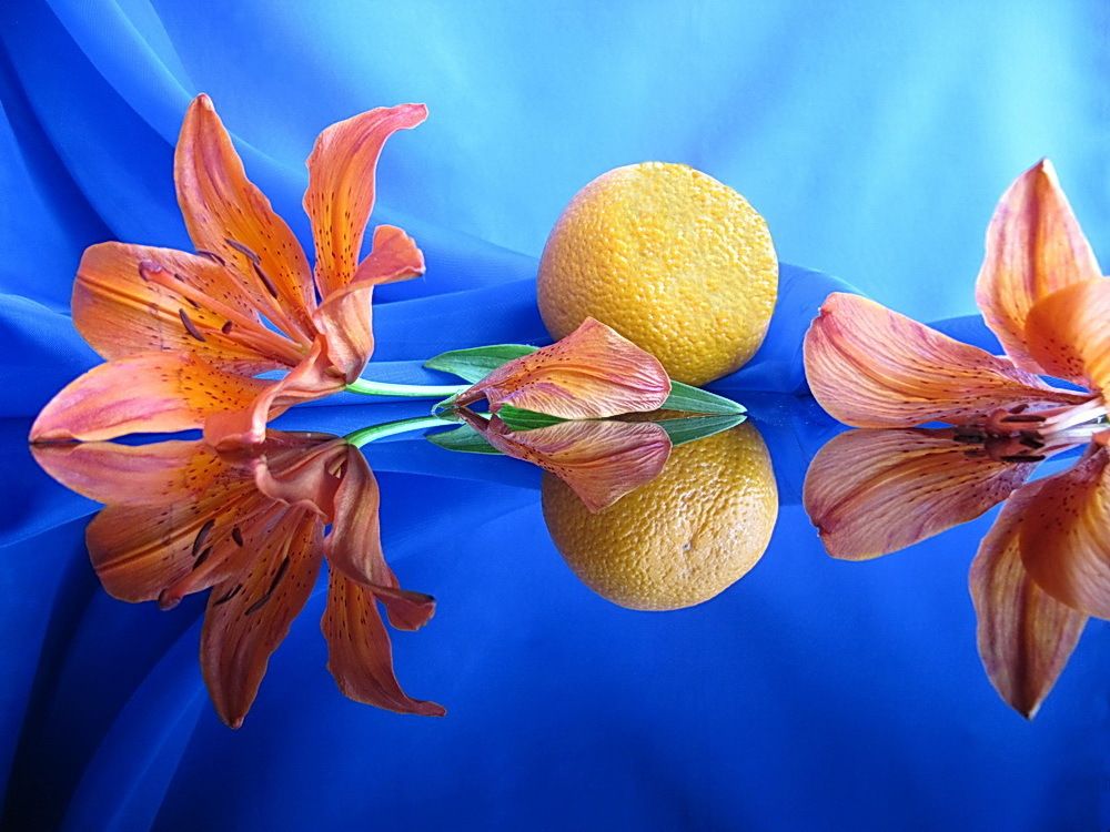 Лилия и апельсин