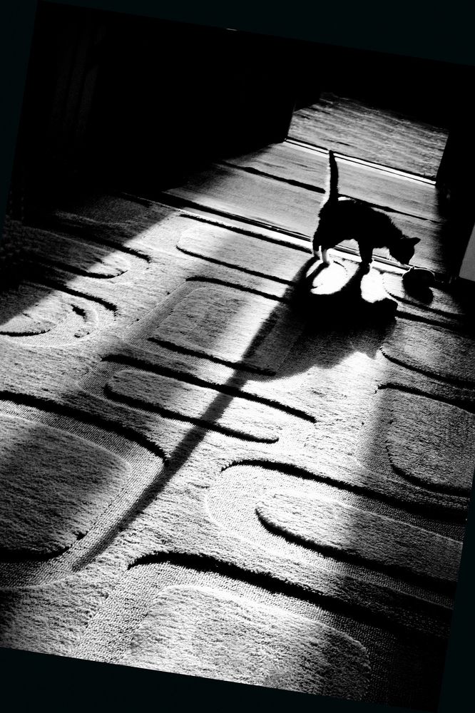 Кошки-мышки