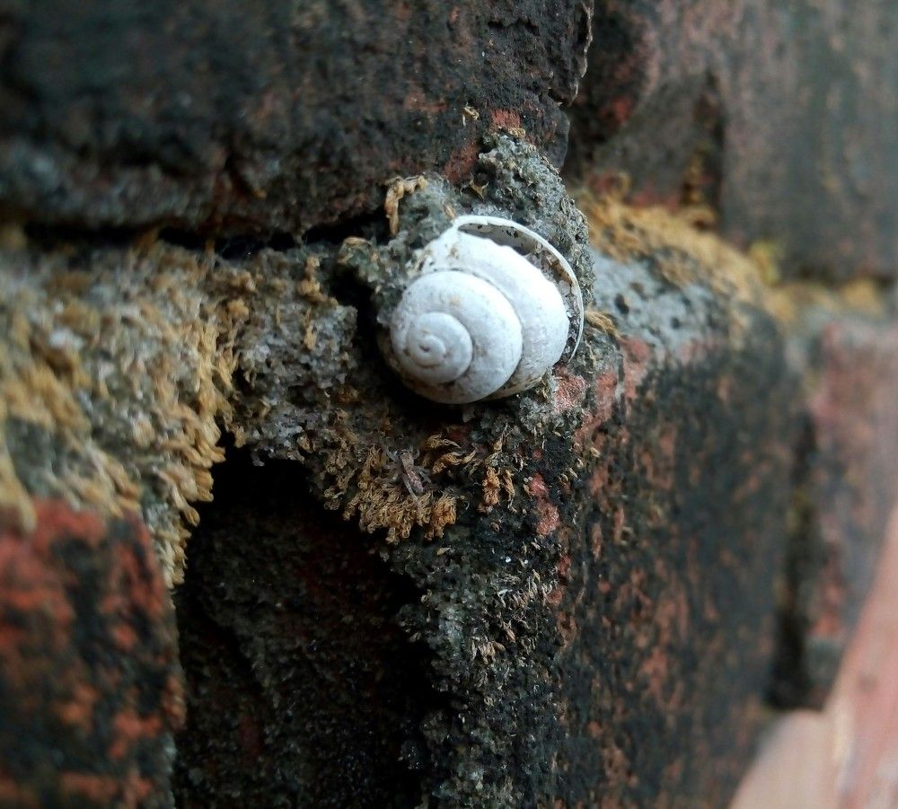 Random shell