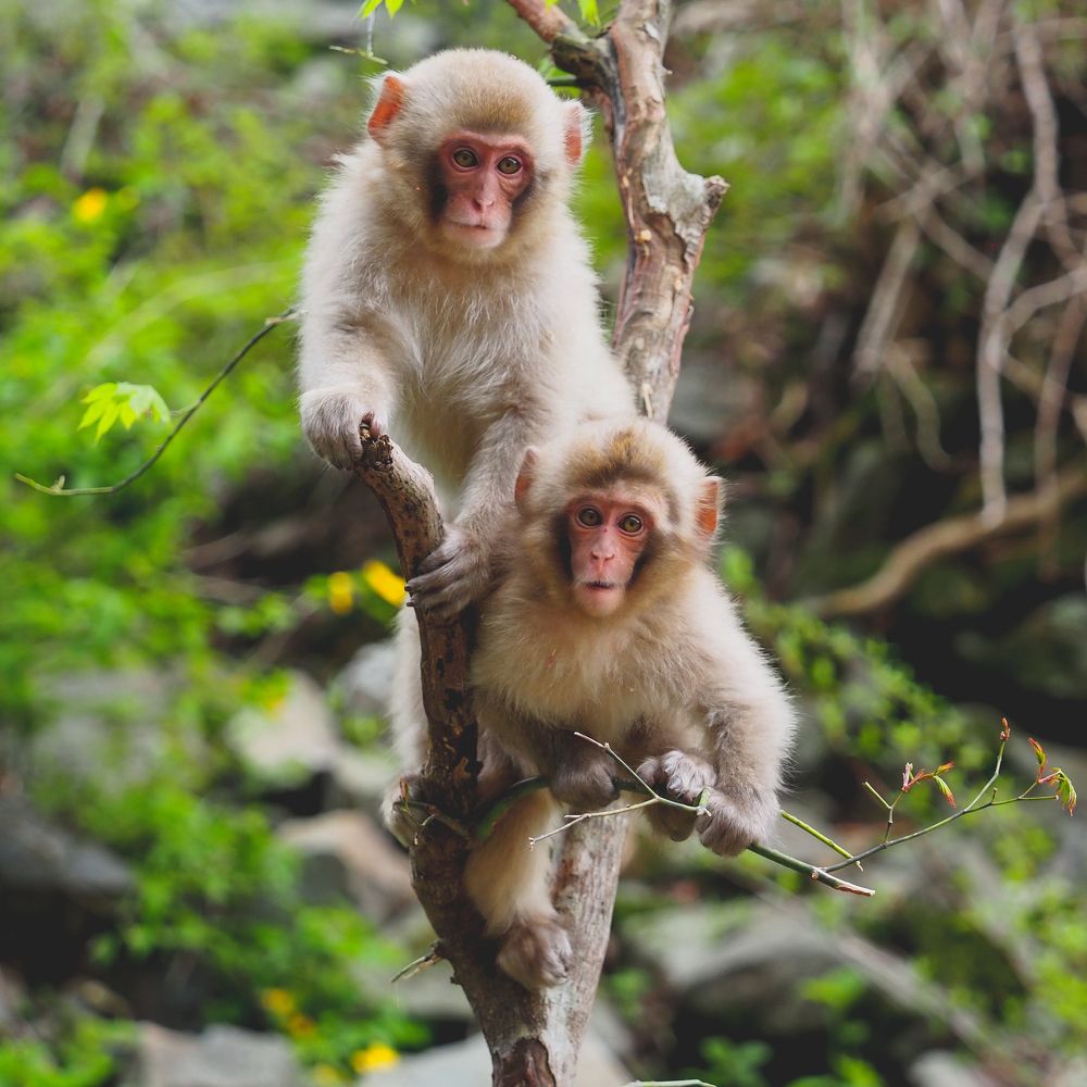 Photograph by Photons Reflectitur