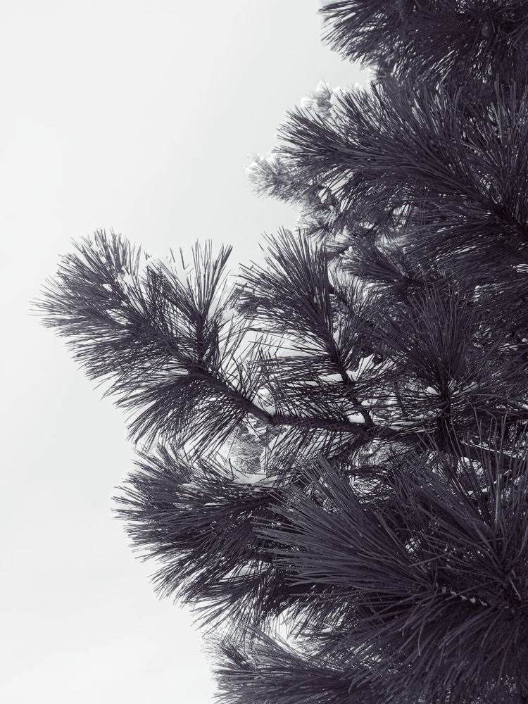 Photograph by Маргарита