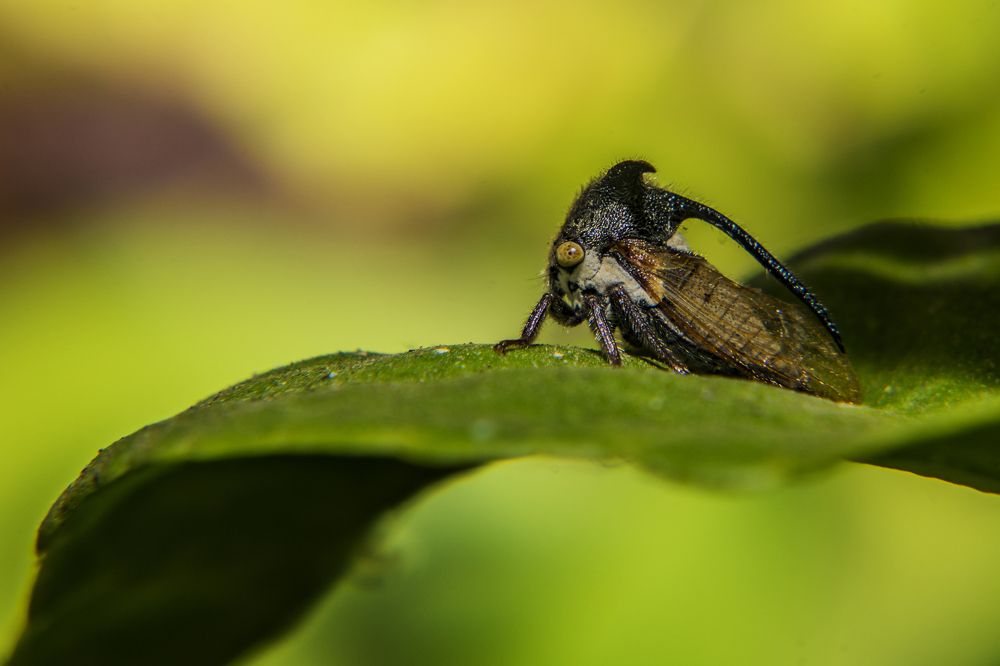 Treehopper