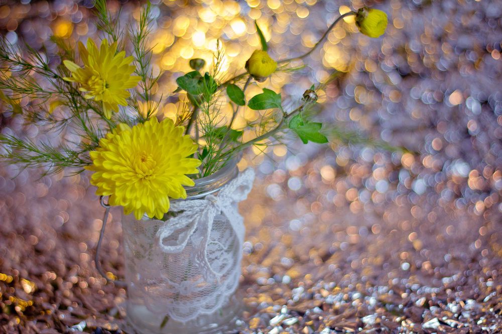 Желтые хризантемы