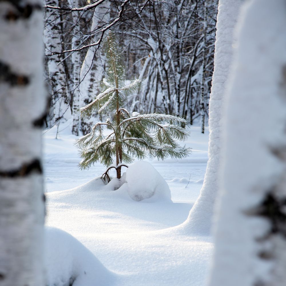 Среди берёз.