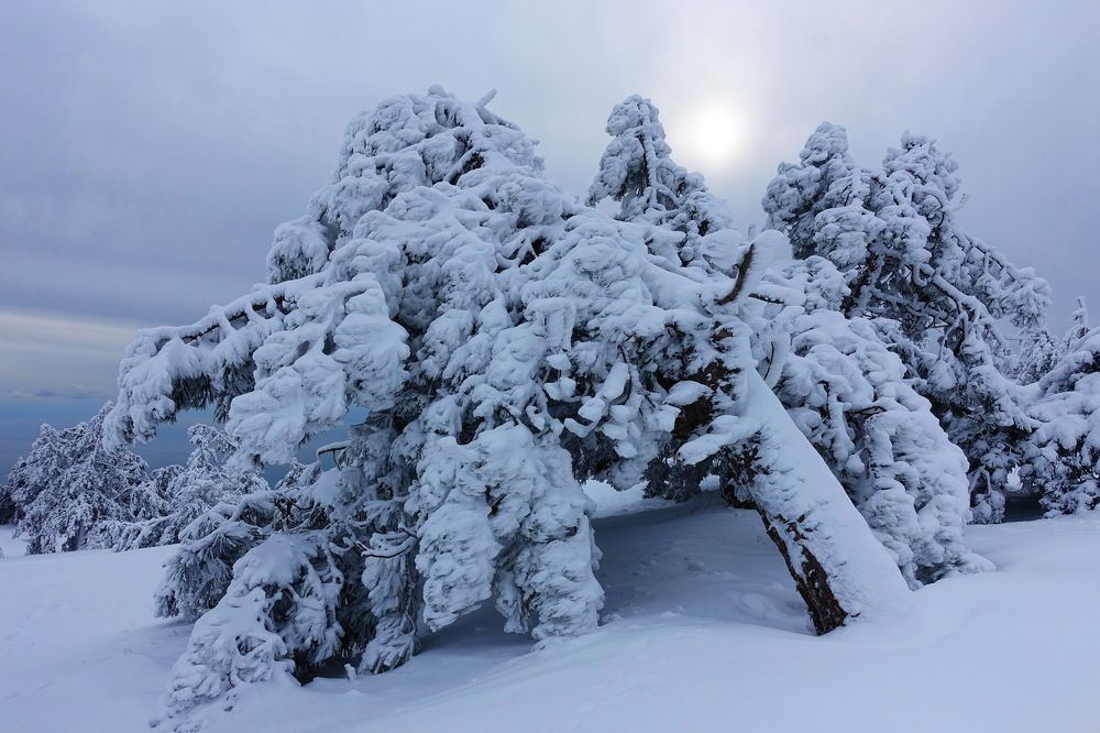 Ай-Петри.Сосны.