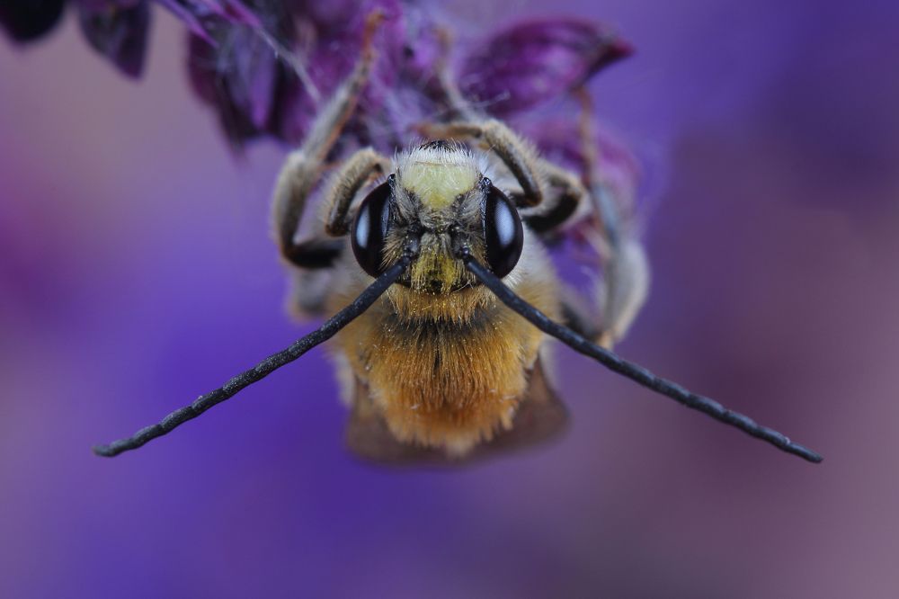 Male of bee (Eucera longicornis)
