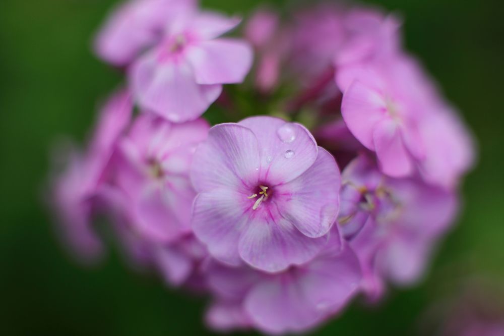 Photograph by Виталий Гулай