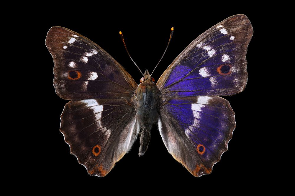 Photograph by Виталий Гулай