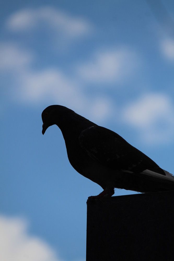 Dove