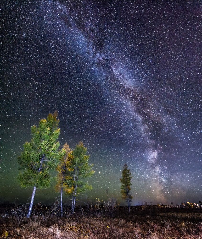 Лиственницы