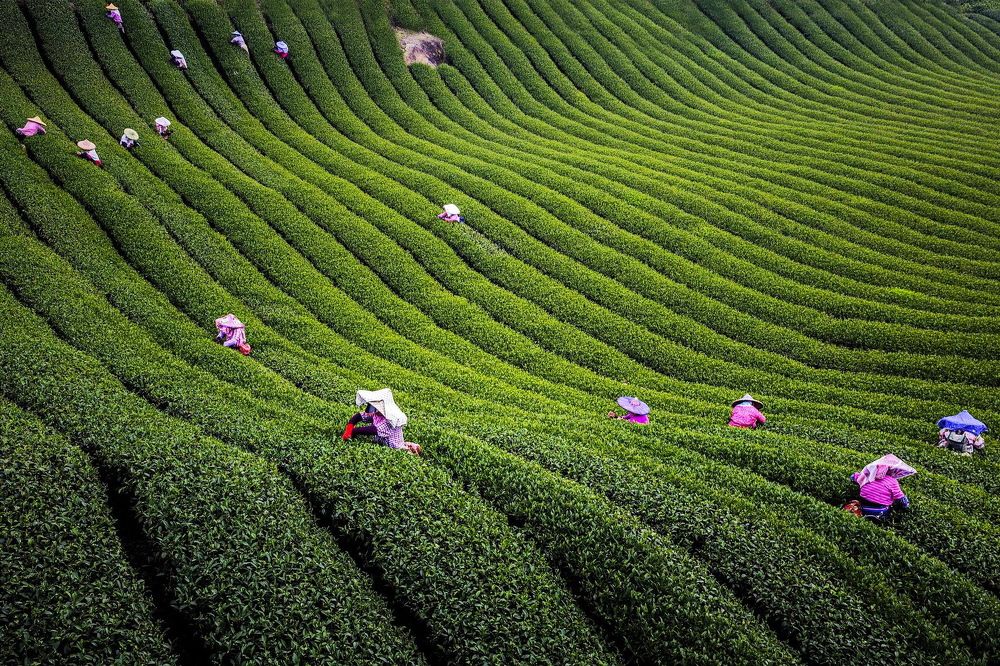 Tea picking