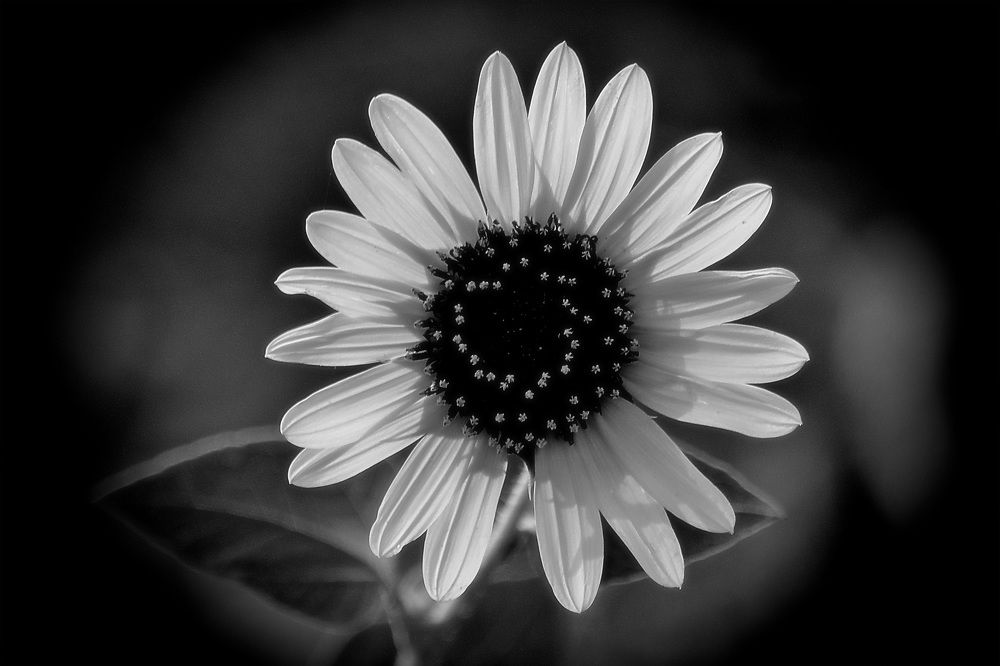 Photograph by Stas McRany