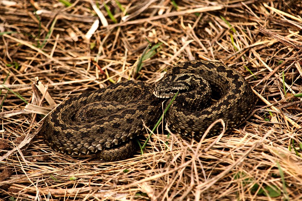 Vipera ursinii moldavica
