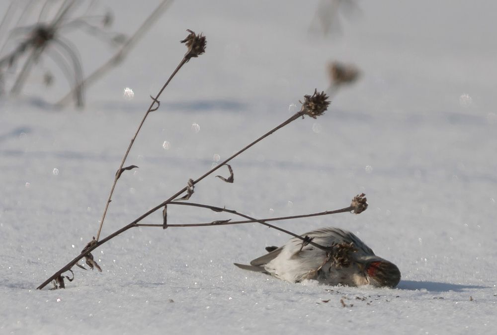 Устала жировать.