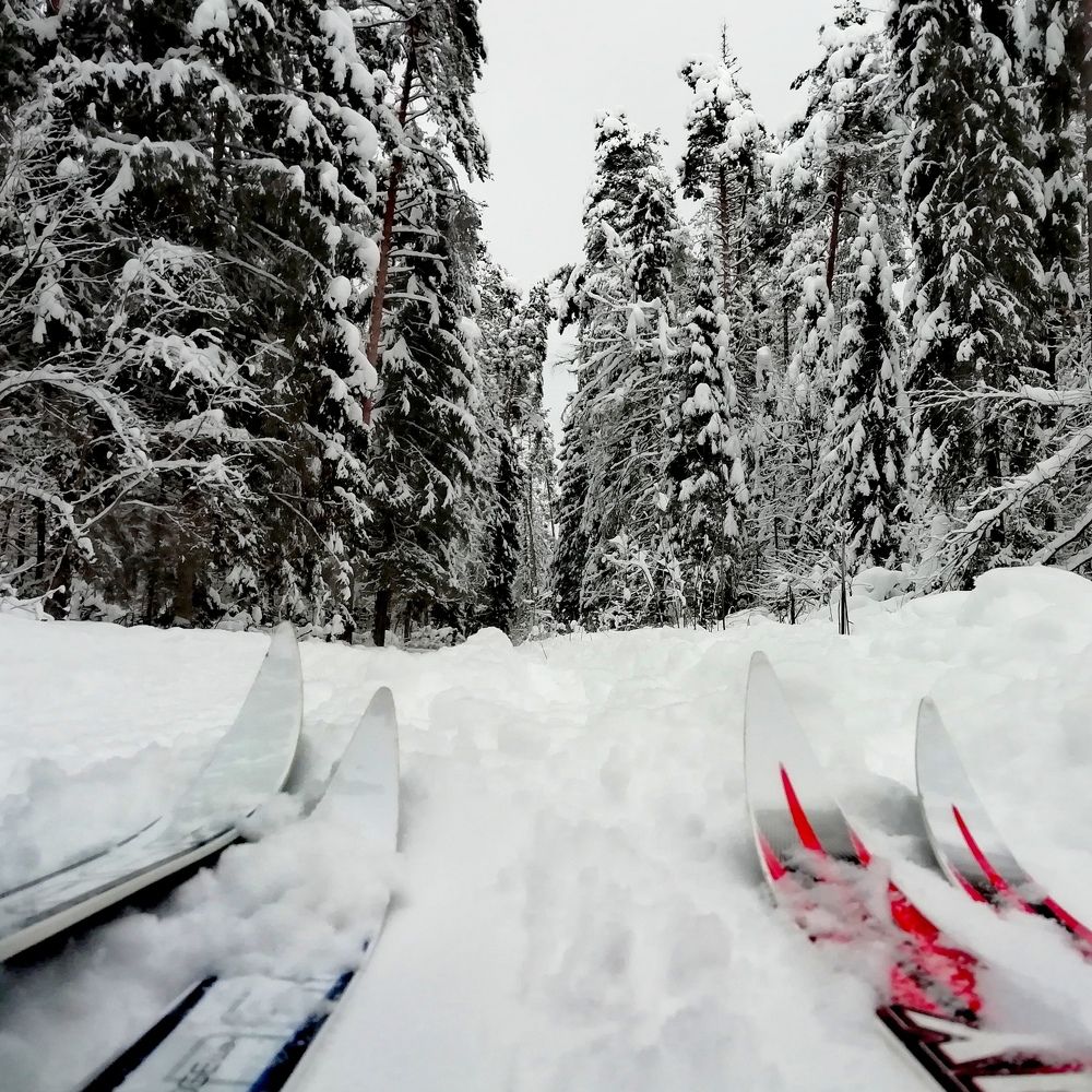 Зимняя прогулка