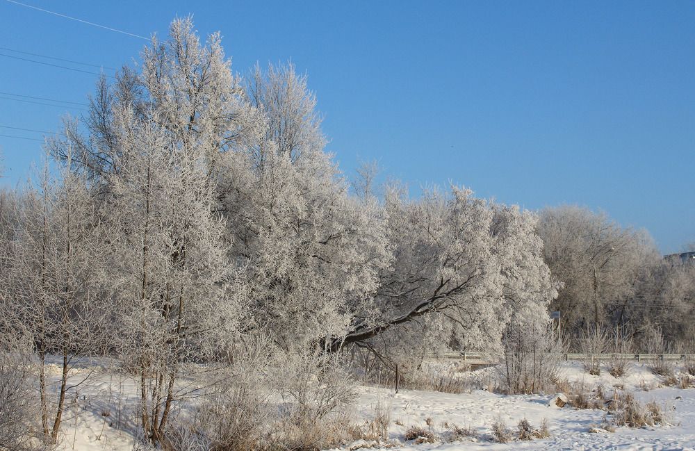 Посеребренный лес