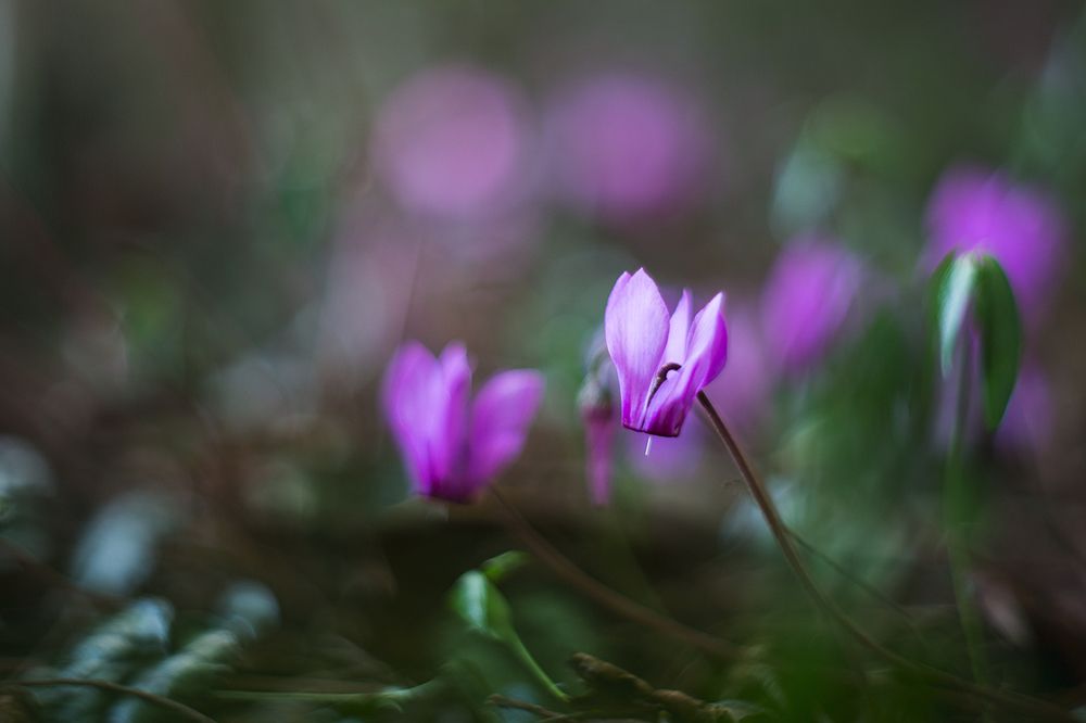 Лесные зарисовки