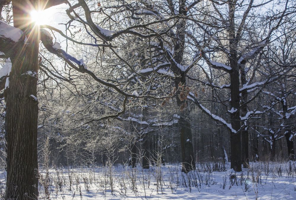 Утро в лесу