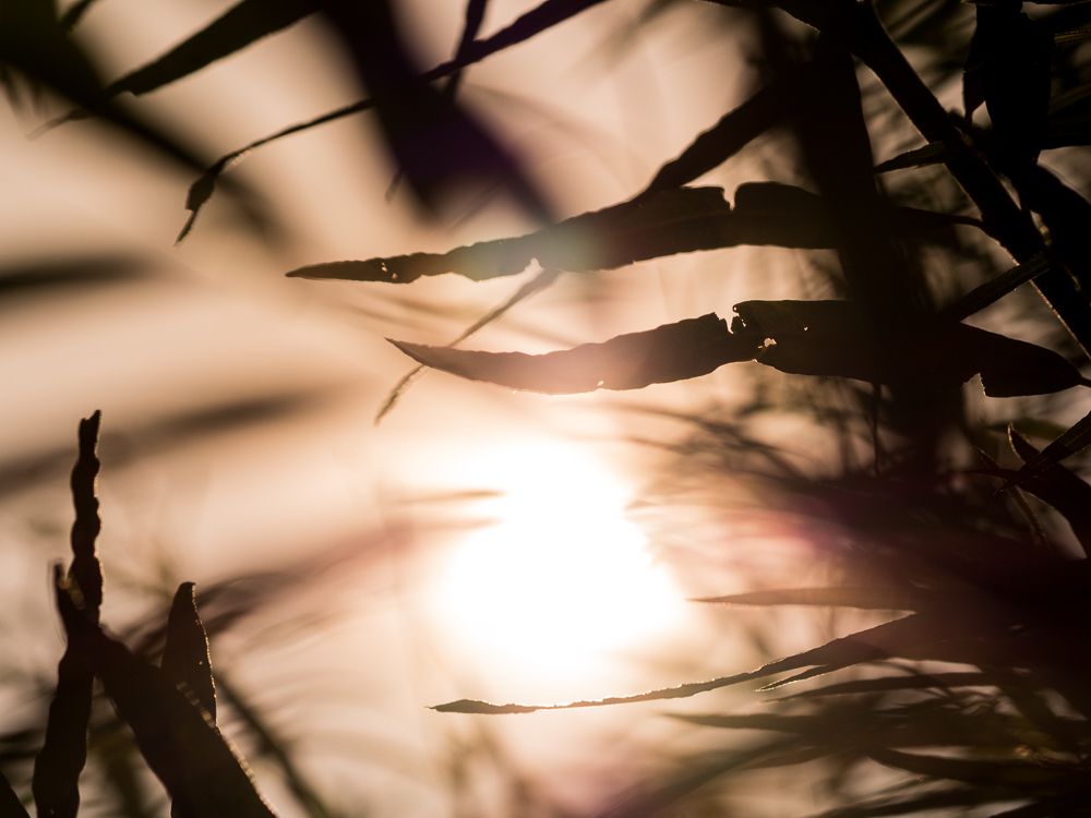 In the shadow of the sun