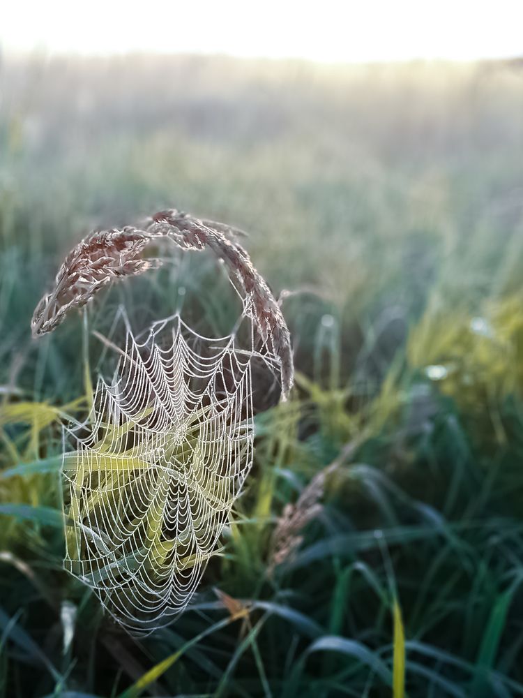 Осеннее утро