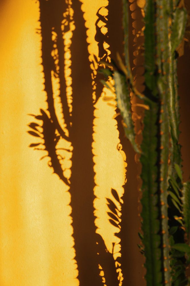 В мексиканских тонах