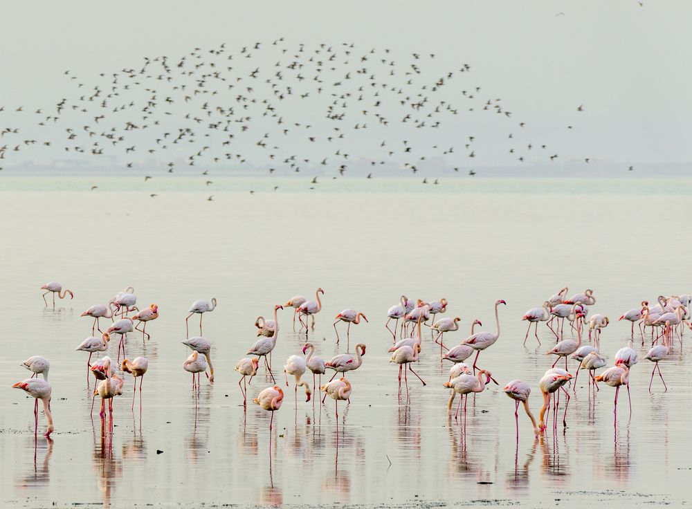 Winter flamingoes.