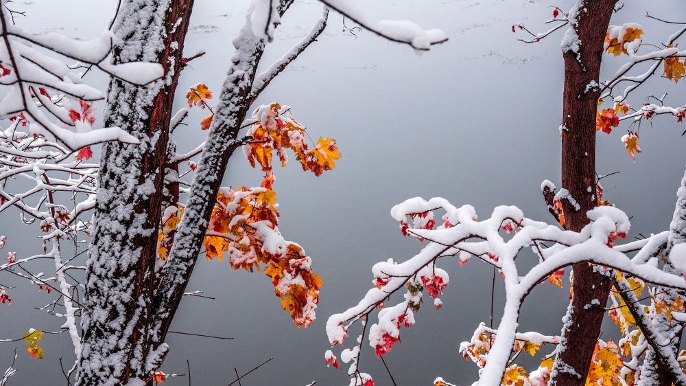 Red and Orange Winter