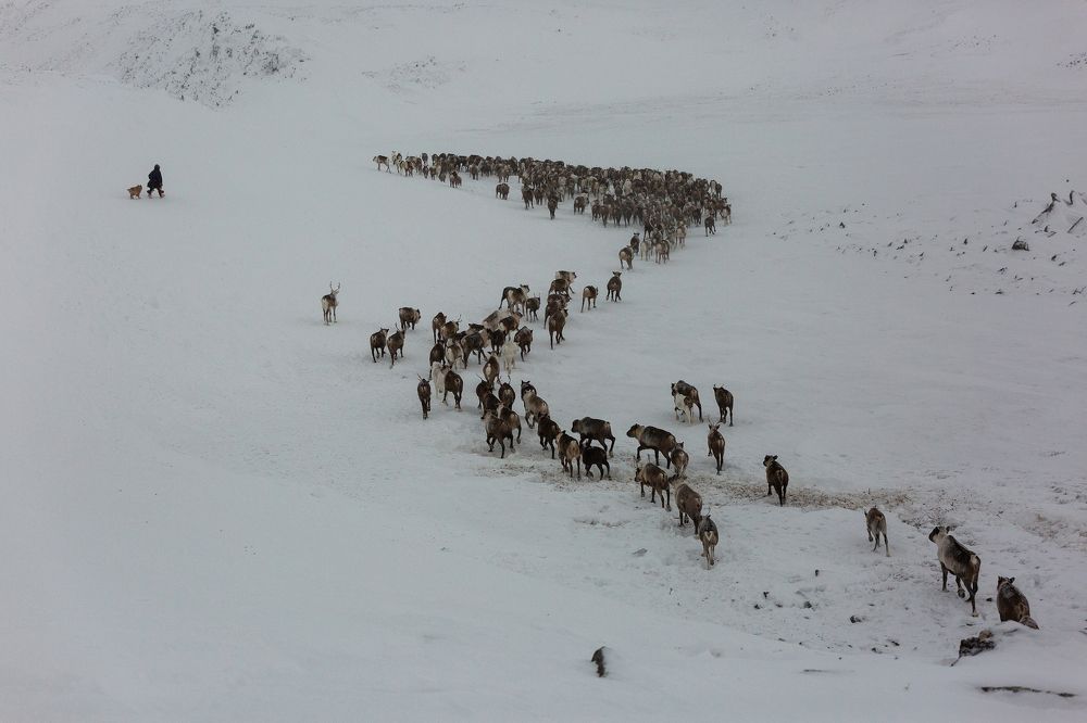 Вдаль уходит стадо