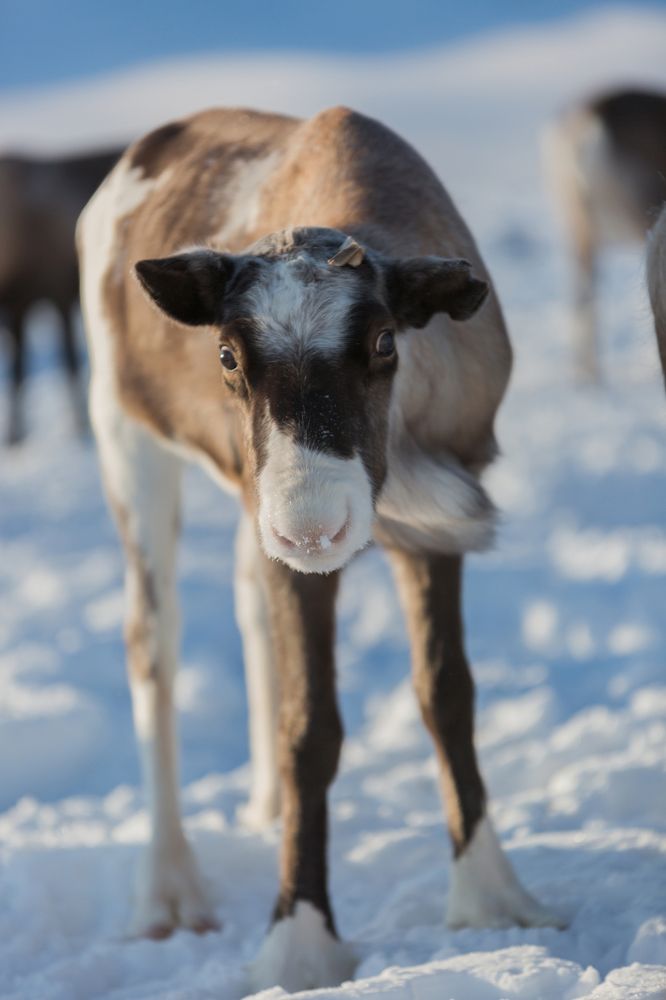 Любопытный олененок