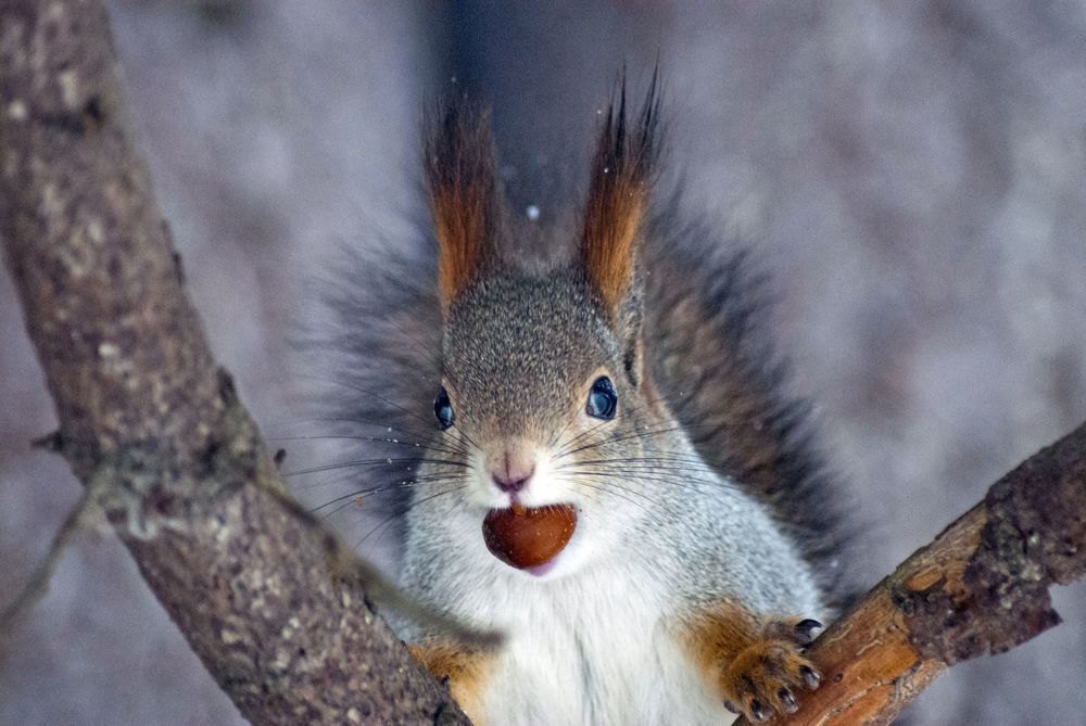 Photograph by Виктор Печищев