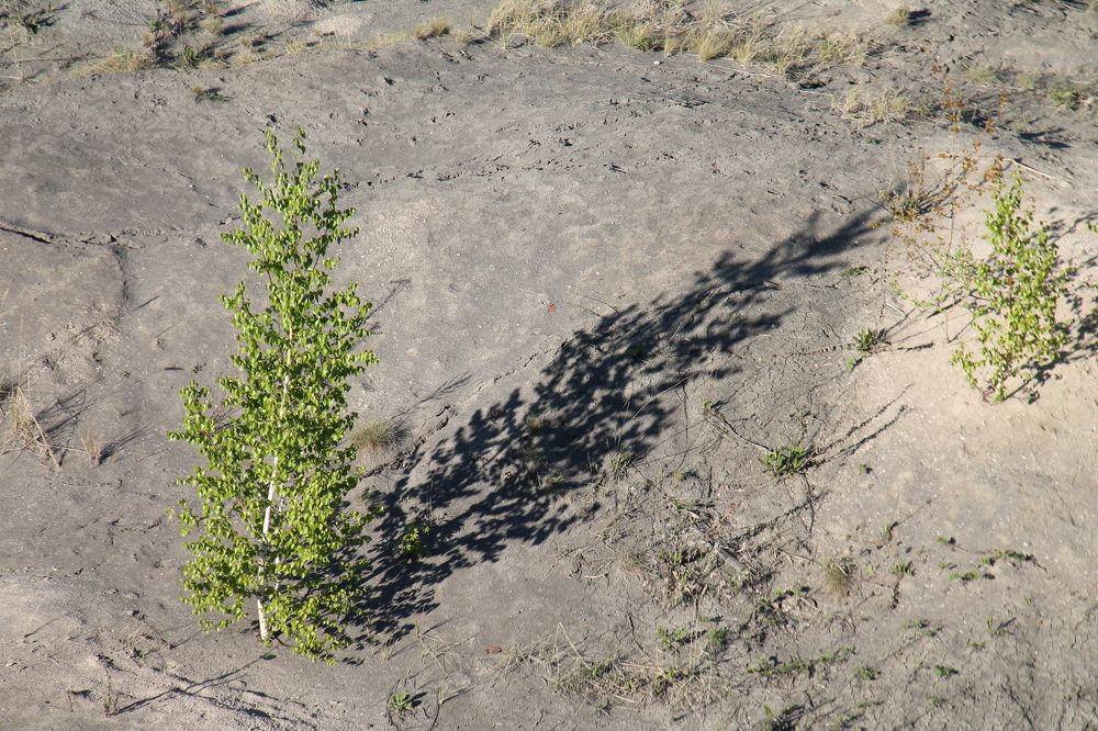 Березовые часы