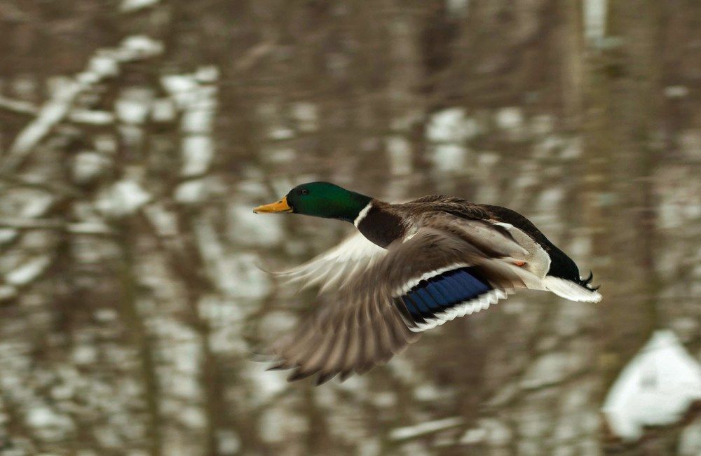 Утиные истории