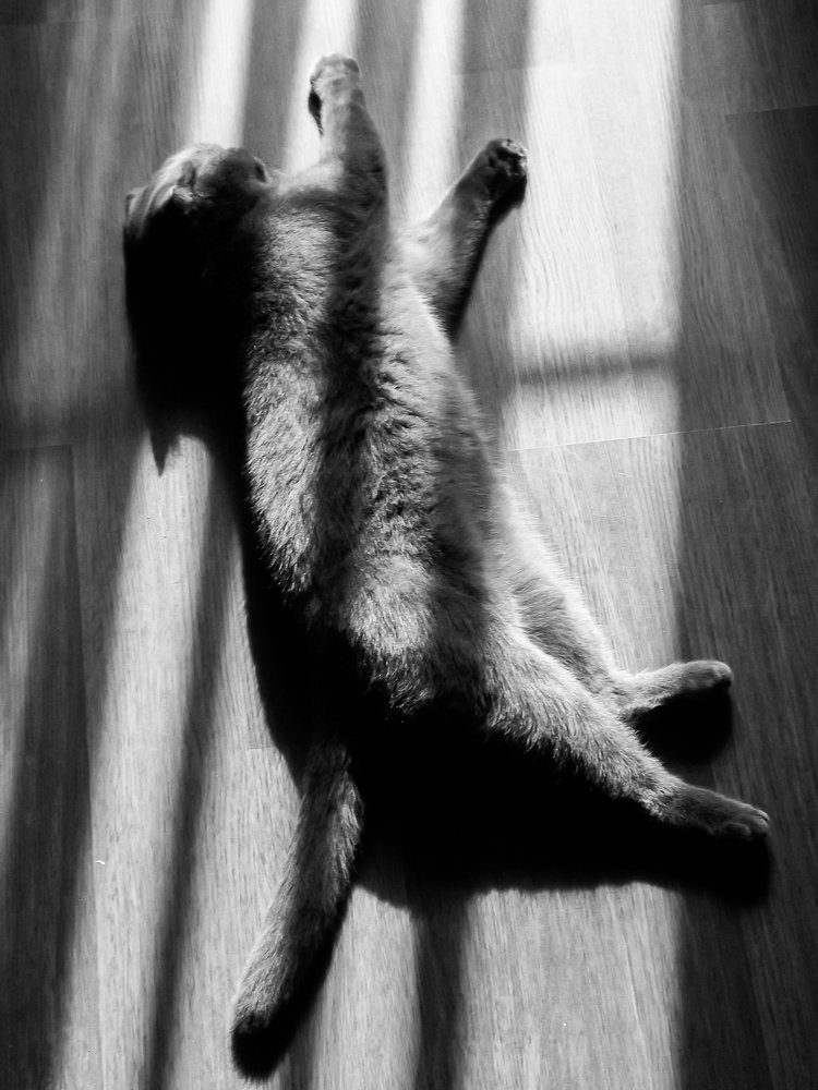 Полосатый сон