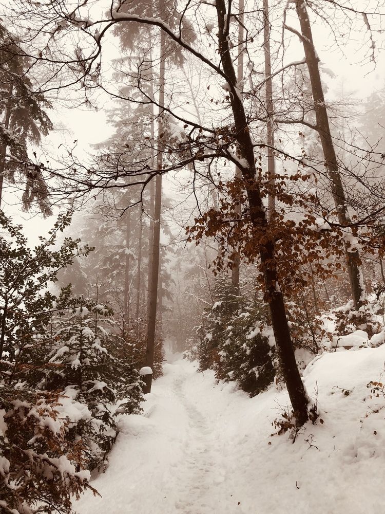 Магия зимнего леса